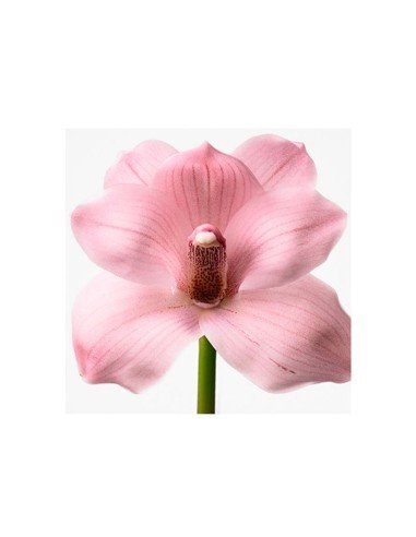 Acquista Euphoria Eau de Toilette di Calvin Klein: freschezza ed eleganza in ogni goccia