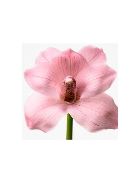 Comprar Euphoria Eau de Toilette de Calvin Klein: frescura e elegância em cada gota